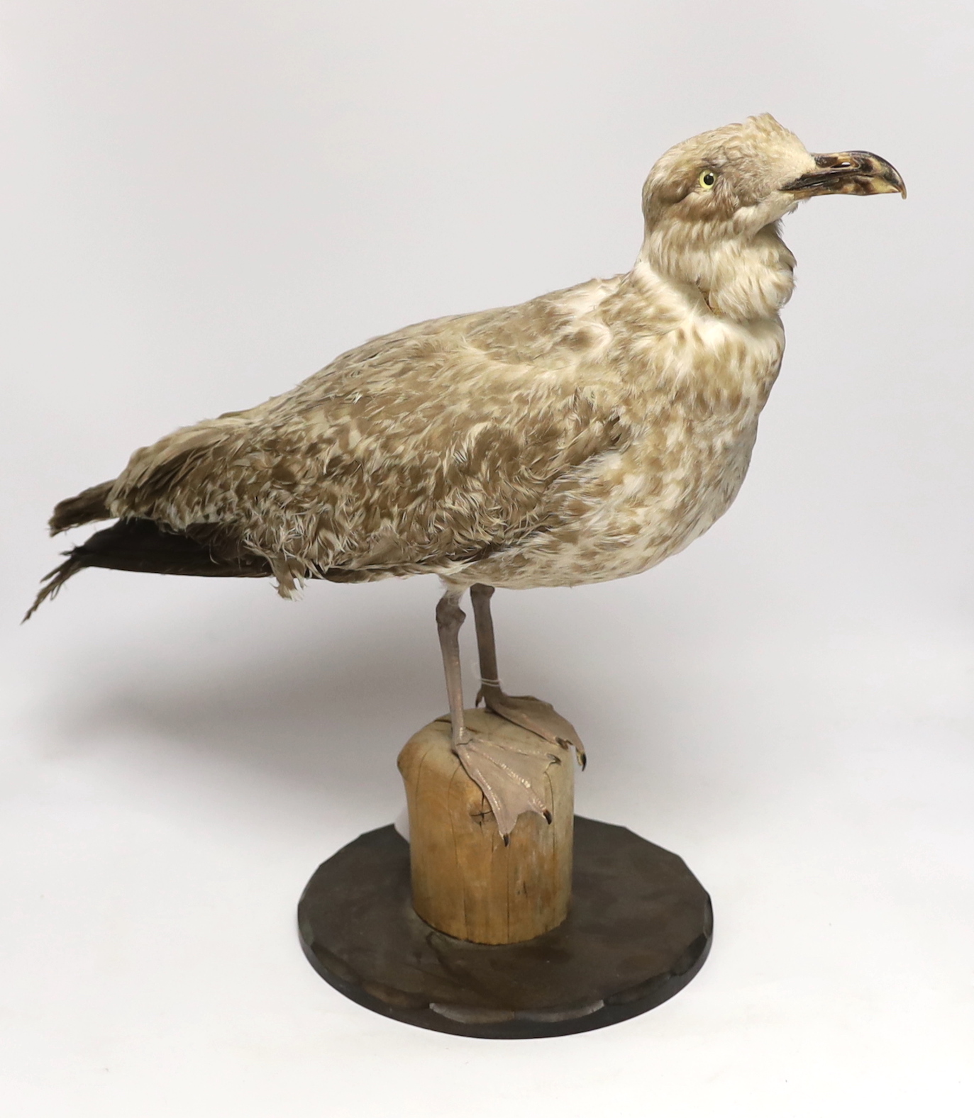 A taxidermy Herring gull, 48cm high